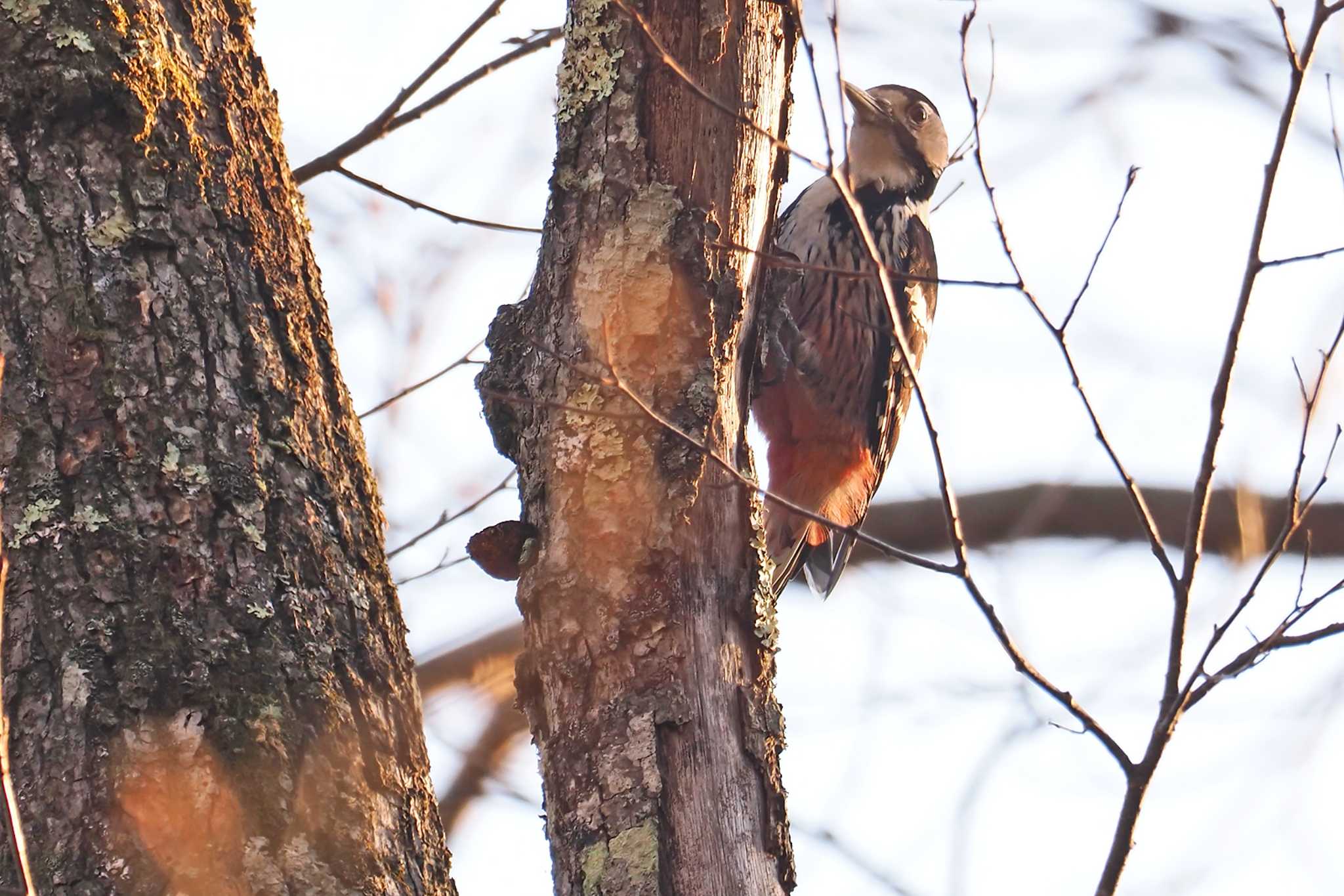 White-backed Woodpecker