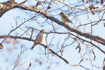 マヒワ 戸隠森林植物園(戸隠森林公園) 2023年11月3日(金)