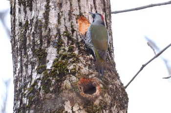 アオゲラ 戸隠森林植物園(戸隠森林公園) 2023年11月3日(金)