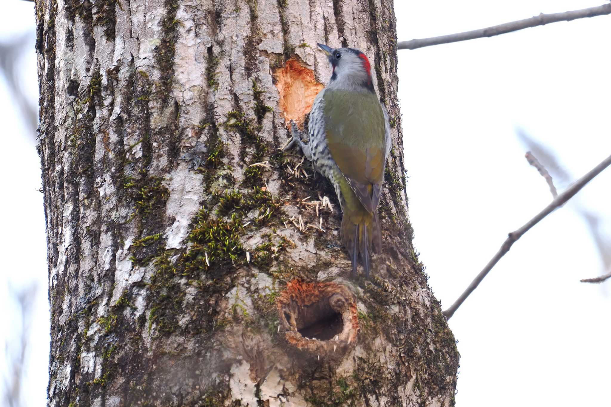 Japanese Green Woodpecker