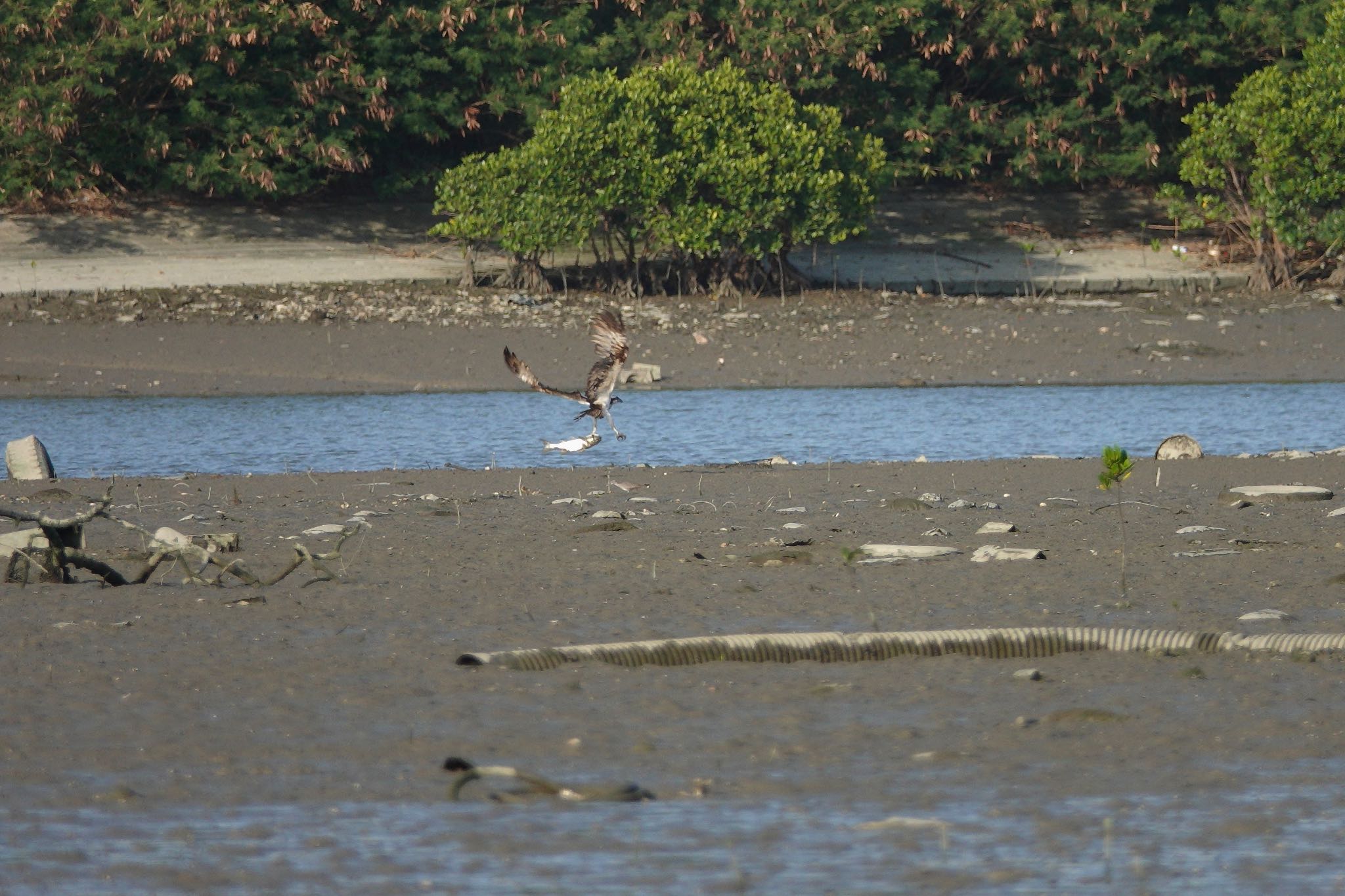 Osprey