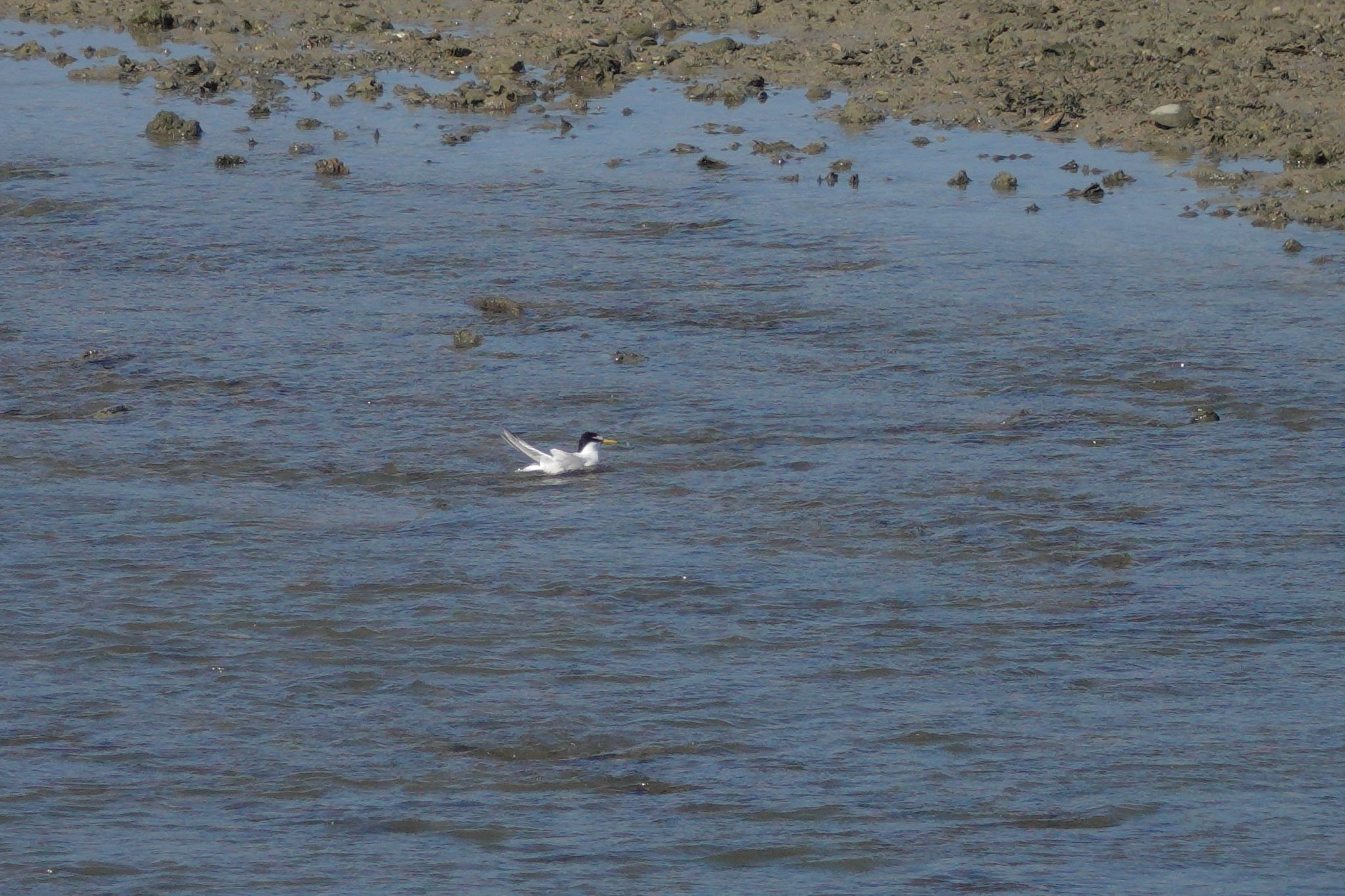 Little Tern