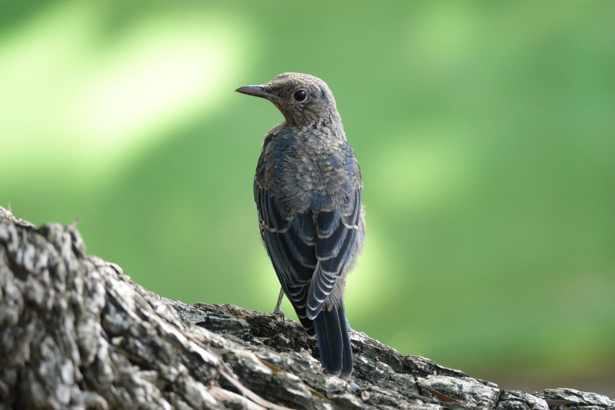 Blue Rock Thrush