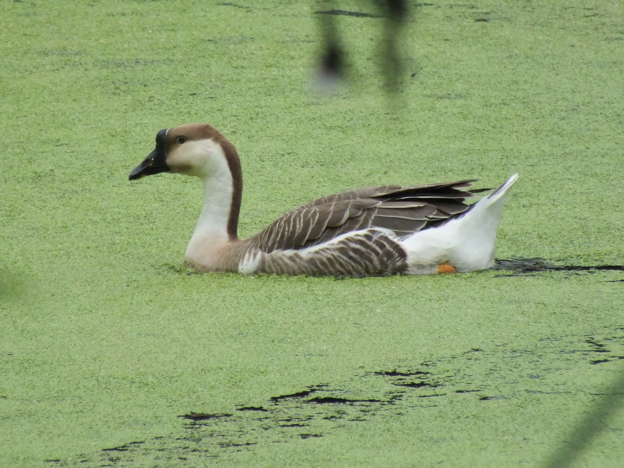 Photo of シナガチョウ at ラオス by たむやま