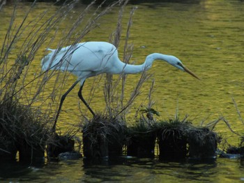 Great Egret 善福寺公園 Mon, 11/13/2023