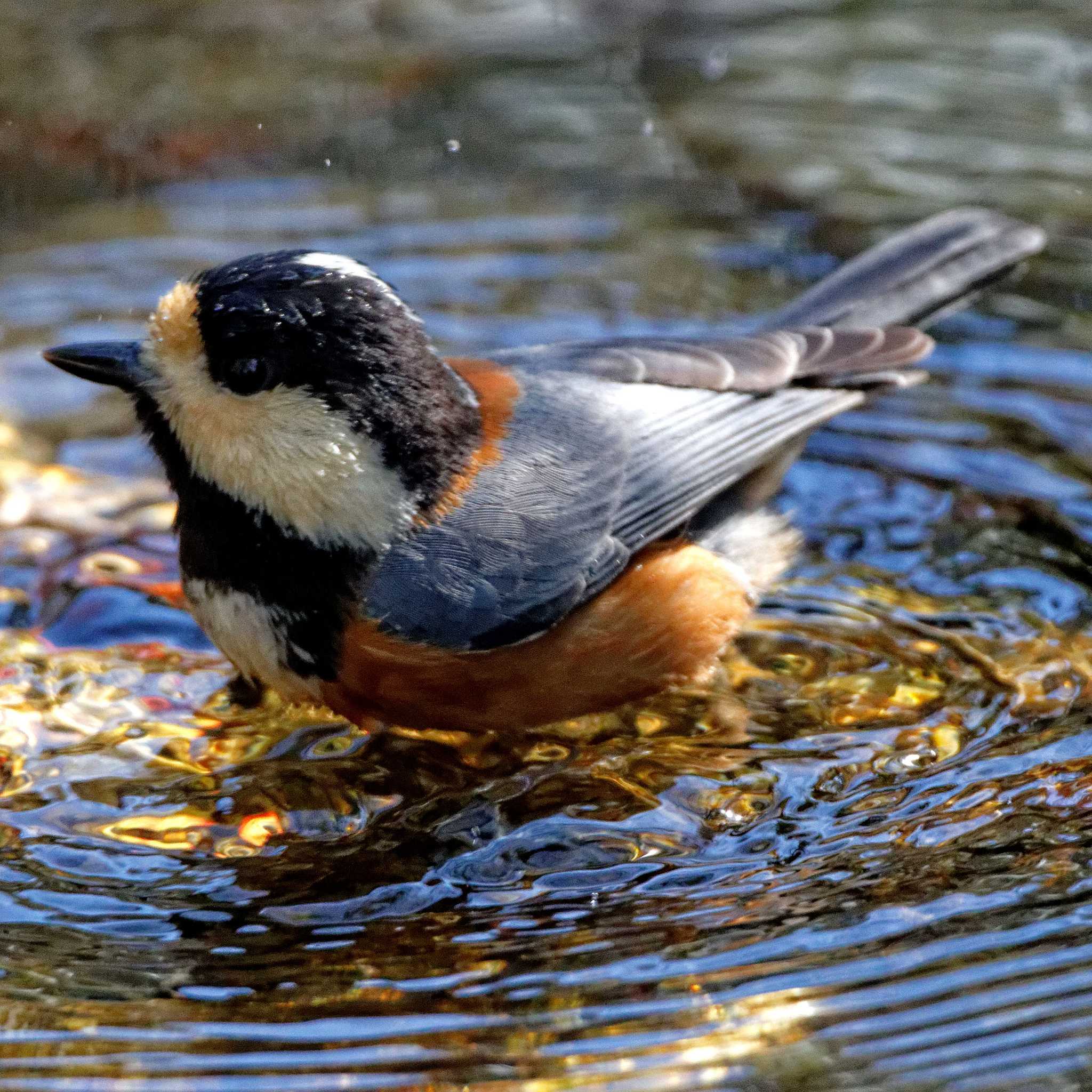 Varied Tit