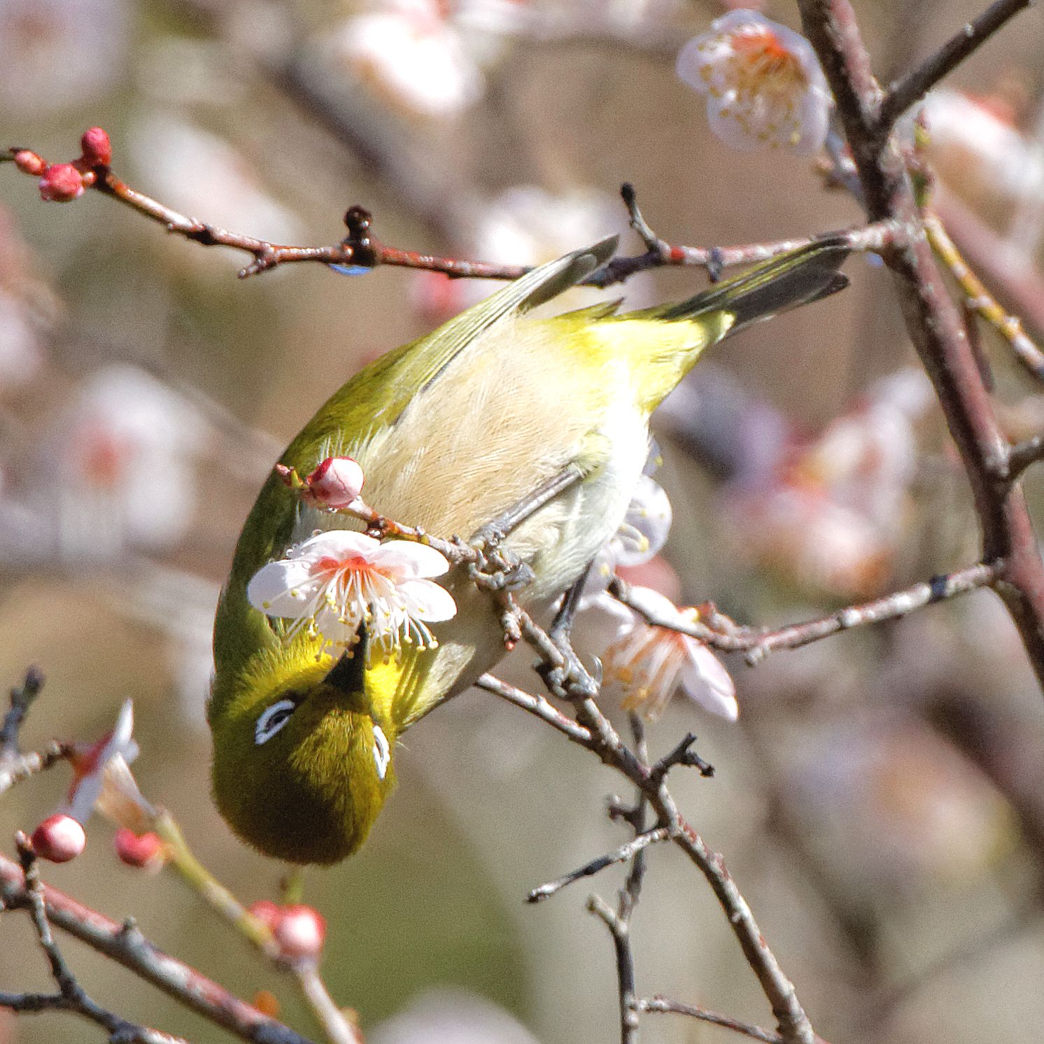 Photo of Warbling White-eye at 岐阜公園 by herald