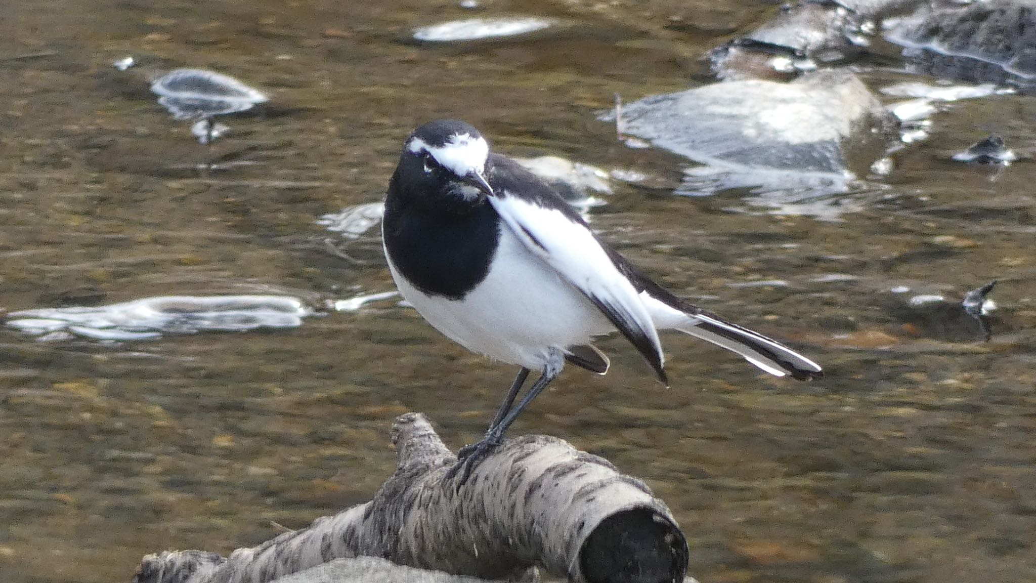 Japanese Wagtail