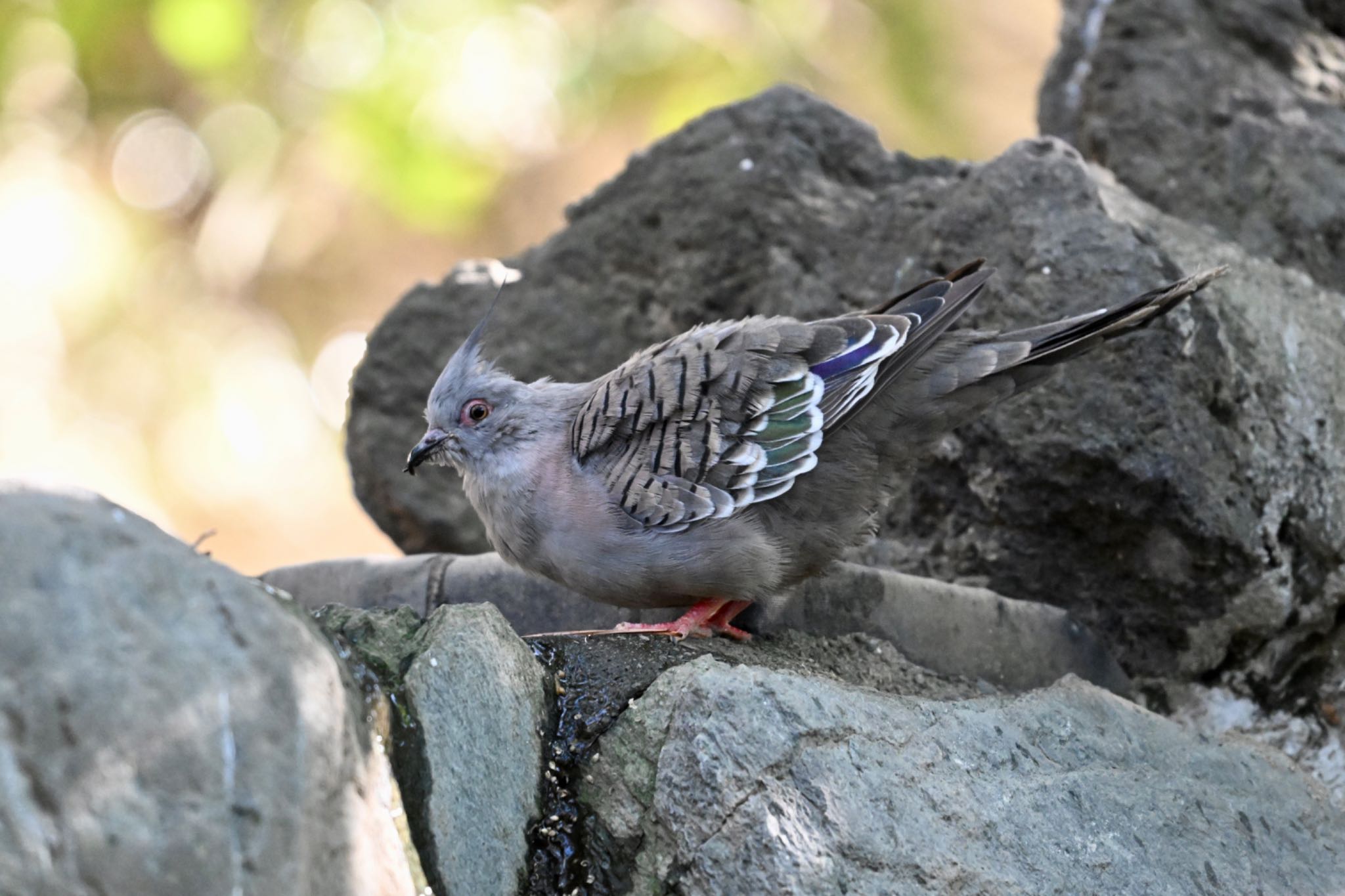 Crested Pigeon