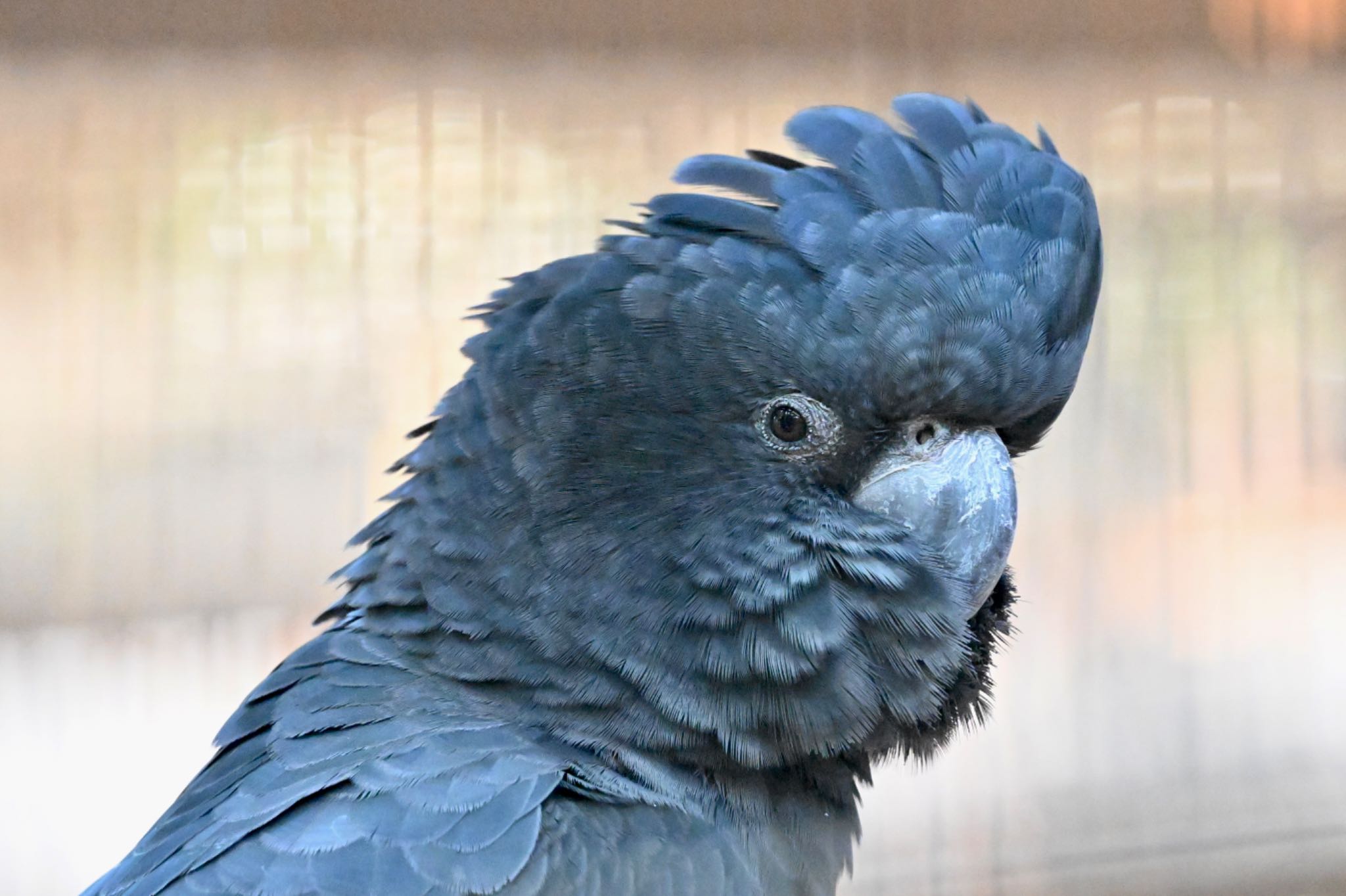 Red-tailed Black Cockatoo