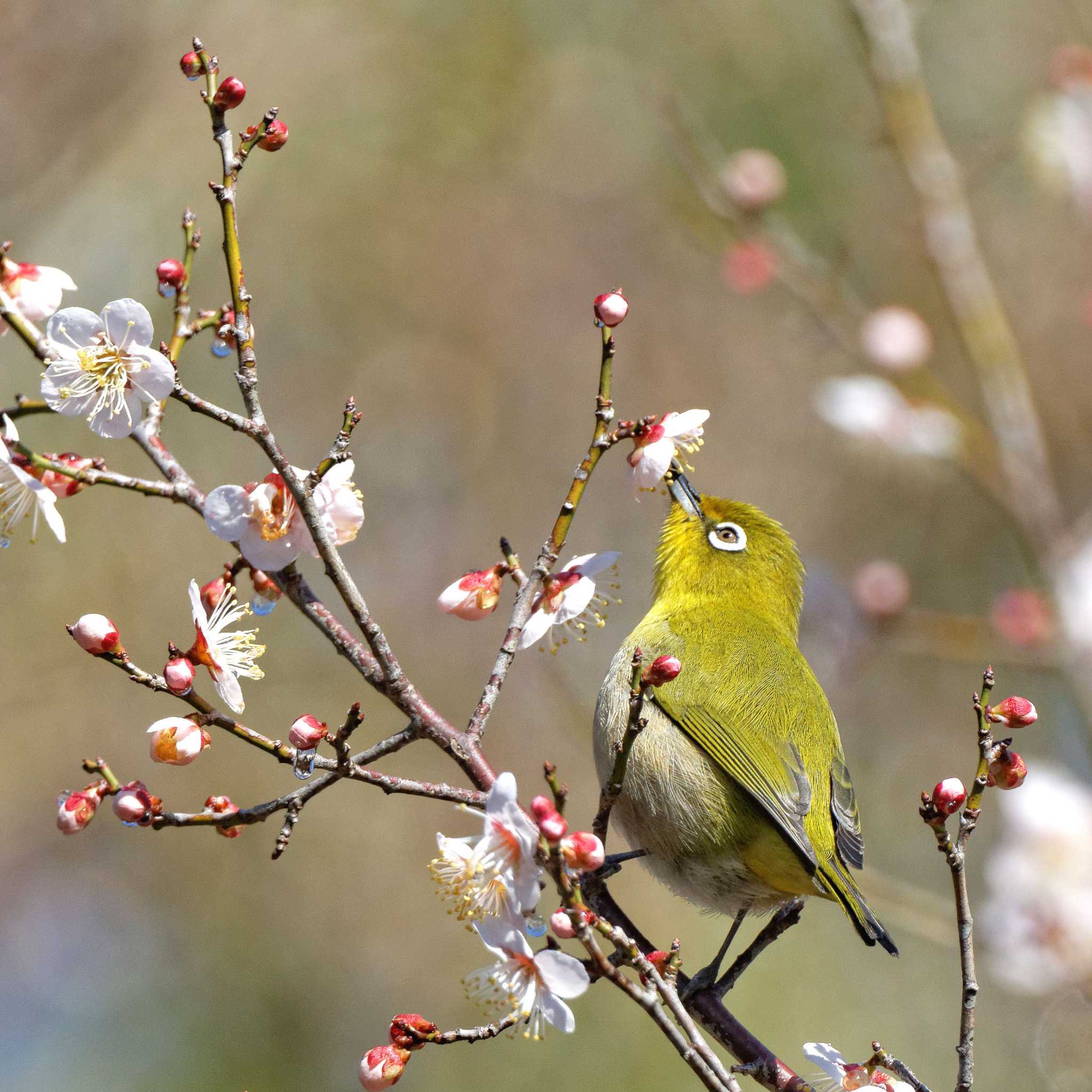 Warbling White-eye