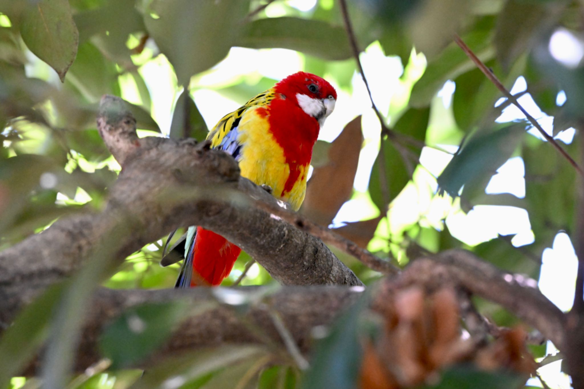 Eastern Rosella