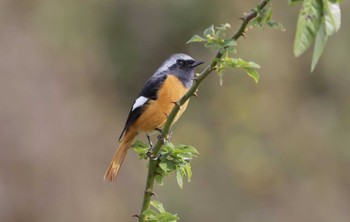 Daurian Redstart 和歌山市 Thu, 11/16/2023