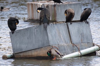 カワウ 山口県立きらら浜自然観察公園 2023年11月17日(金)