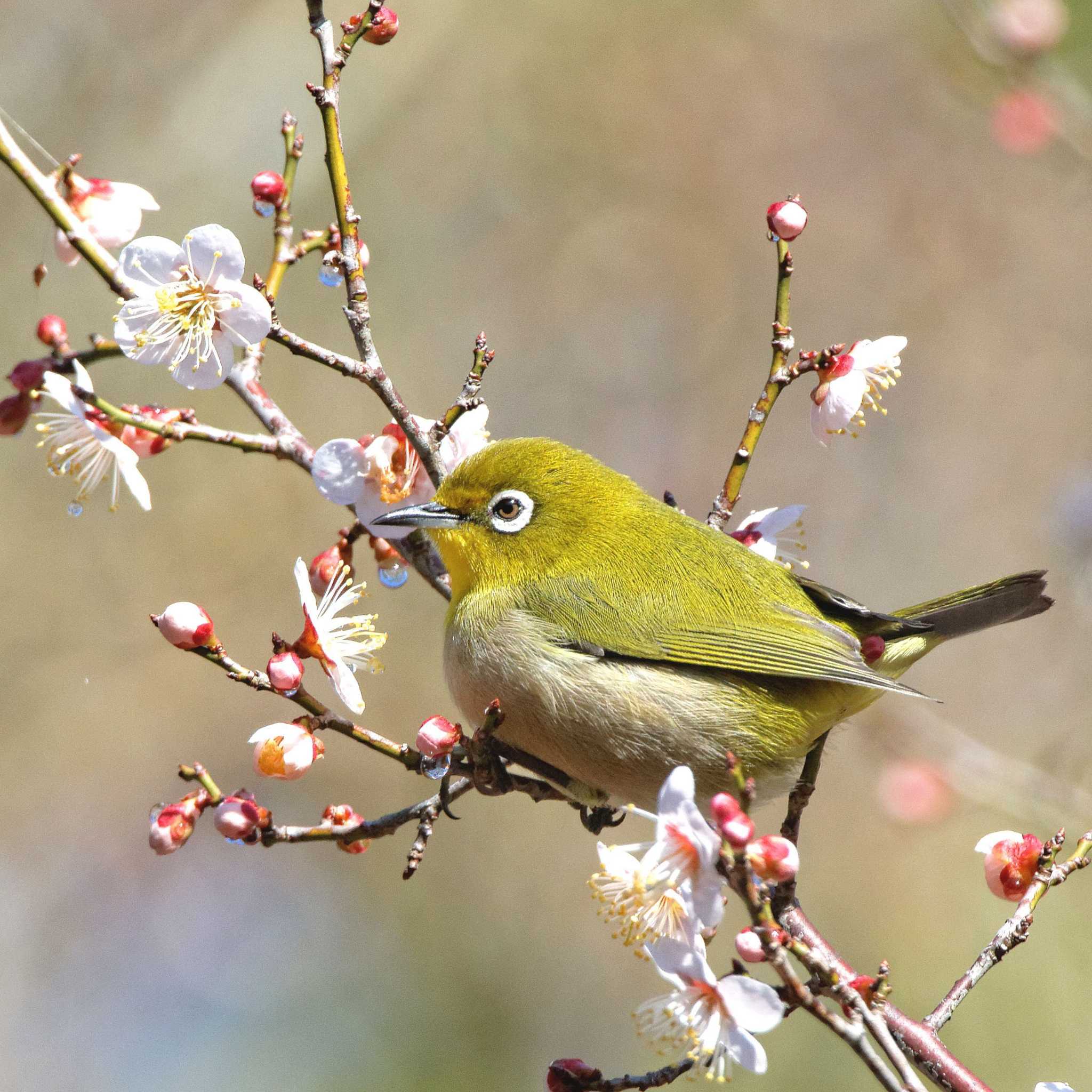 Photo of Warbling White-eye at 岐阜公園 by herald