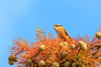 Bull-headed Shrike 天満大池 Wed, 11/1/2023