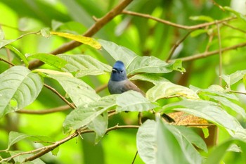 Black-naped Monarch 台北植物園 Sat, 11/11/2023