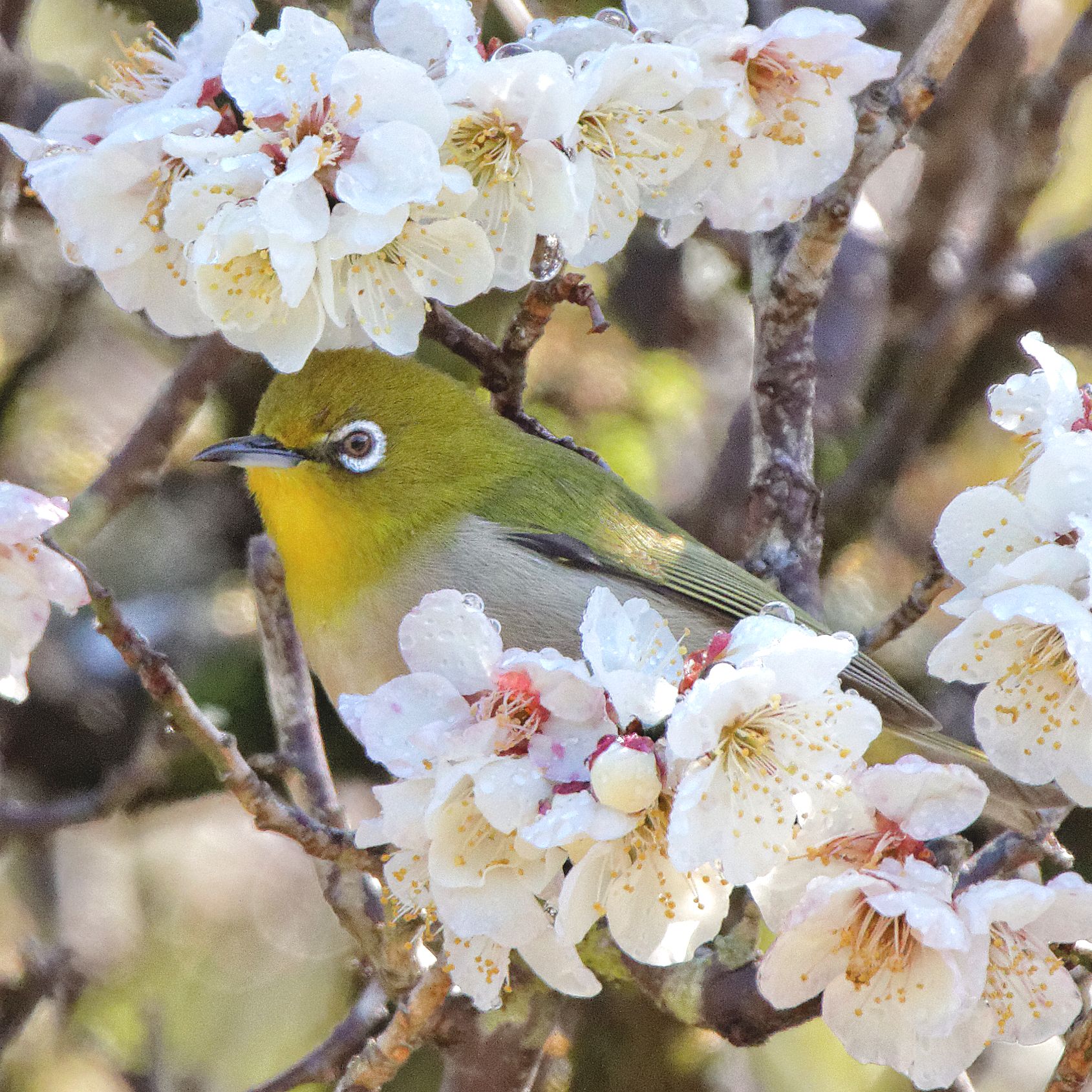 Warbling White-eye