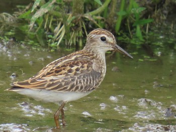 Long-toed Stint Unknown Spots Sun, 8/27/2023