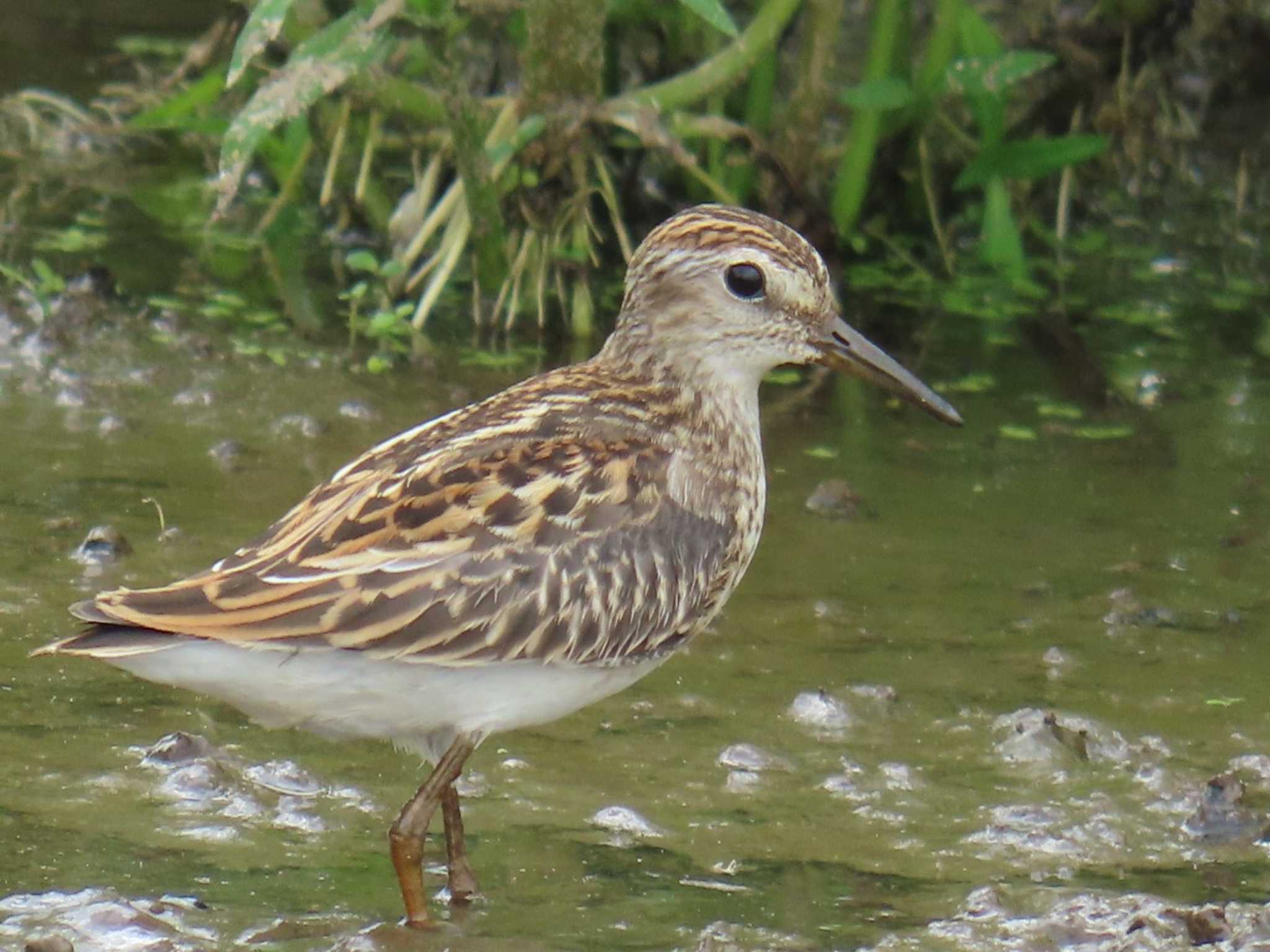 Photo of Long-toed Stint at  by momotarou_u