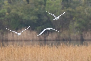 ズグロカモメ 山口県立きらら浜自然観察公園 2023年11月17日(金)