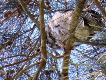 Barking Owl