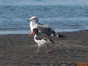 ウミネコ ふなばし三番瀬海浜公園 2023年10月24日(火)