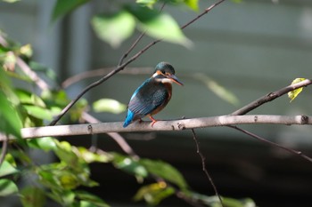 Sat, 11/18/2023 Birding report at 源兵衛川