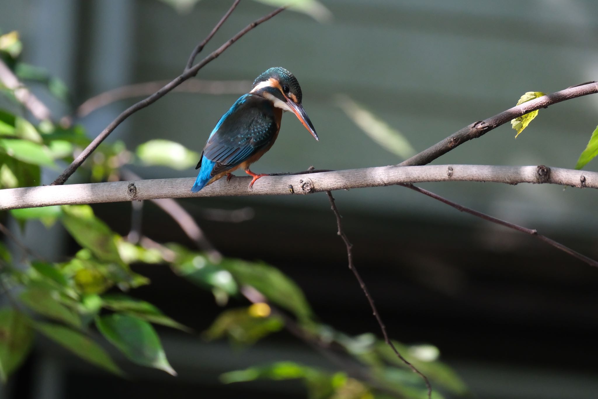 Common Kingfisher