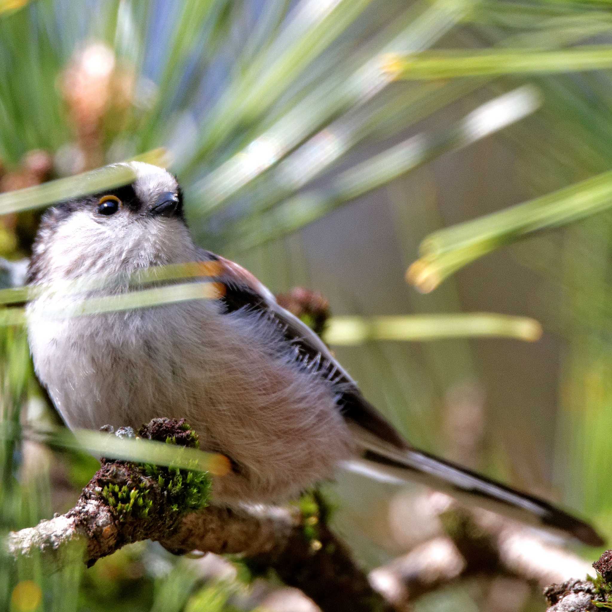 Long-tailed Tit