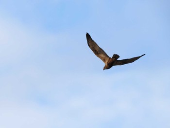 チュウヒ 利根川コジュリン公園 2023年11月18日(土)