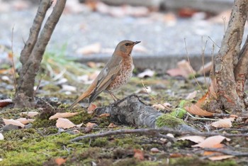 Naumann's Thrush 北海道 函館市 東山 Sat, 11/18/2023