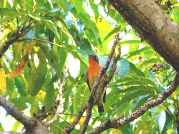 Mugimaki Flycatcher 稲佐山公園 Fri, 11/10/2023