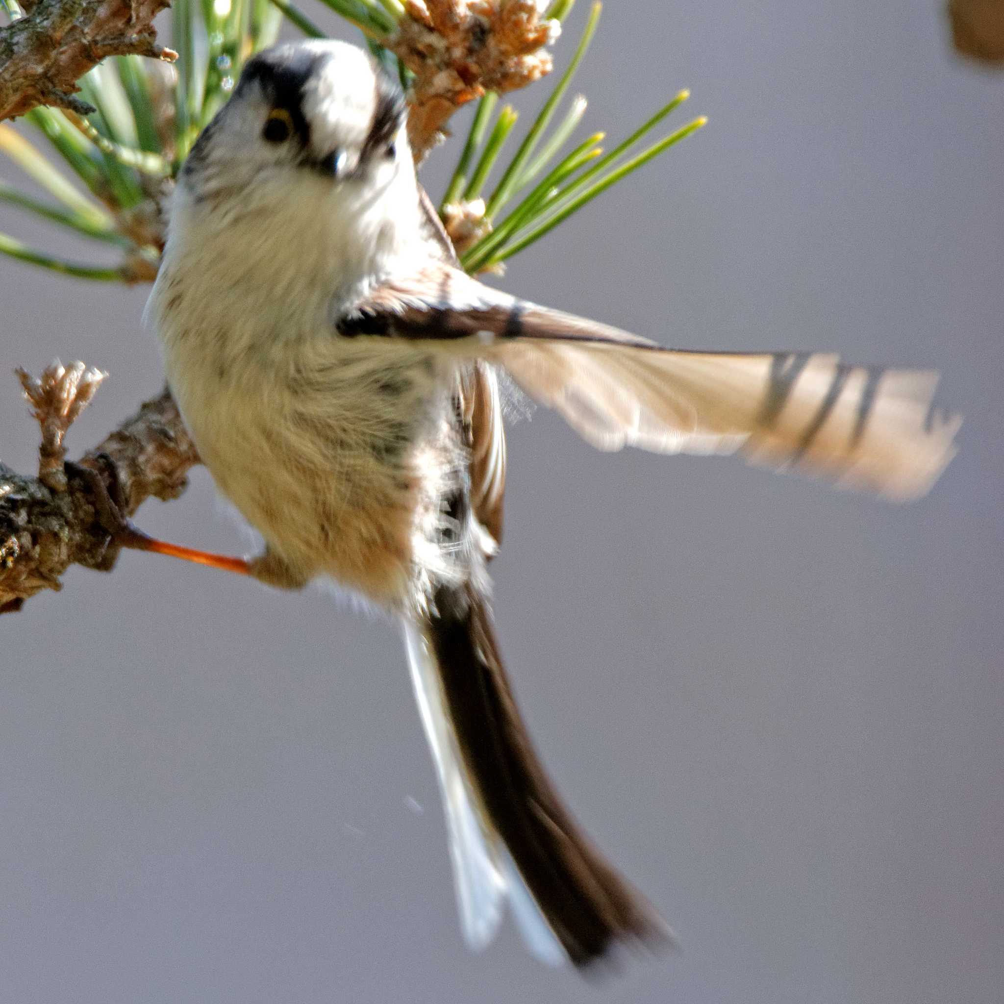 Long-tailed Tit