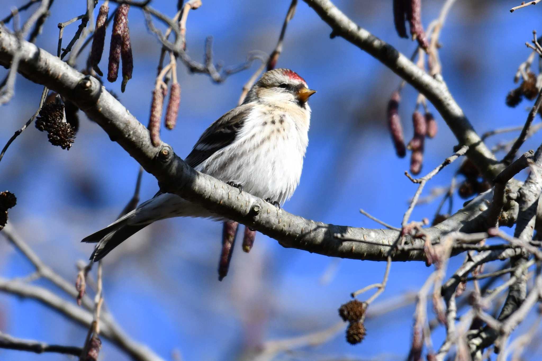 札幌モエレ沼公園 ベニヒワの写真