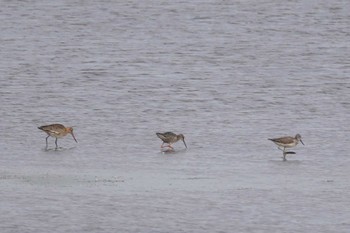 Black-tailed Godwit いしかり調整池(石狩調整池) Sun, 9/17/2023