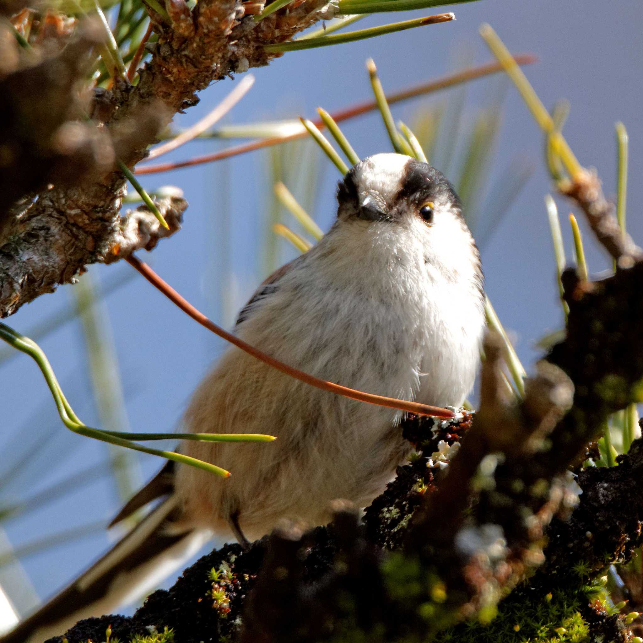 Long-tailed Tit