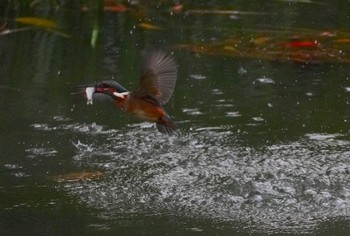 Sat, 11/18/2023 Birding report at 千里南公園