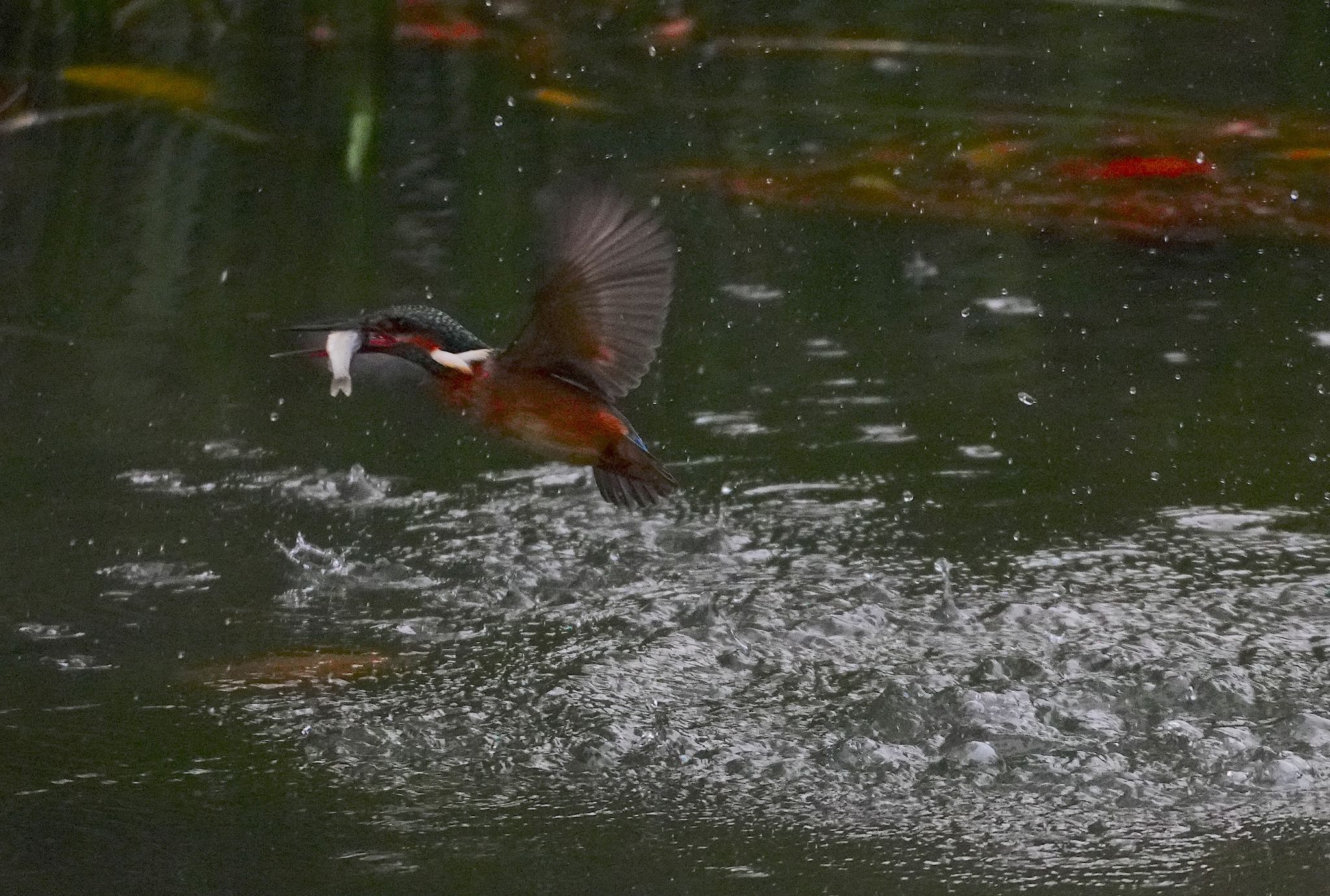 千里南公園 カワセミの写真