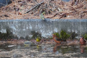 マヒワ 山梨県 2023年11月18日(土)