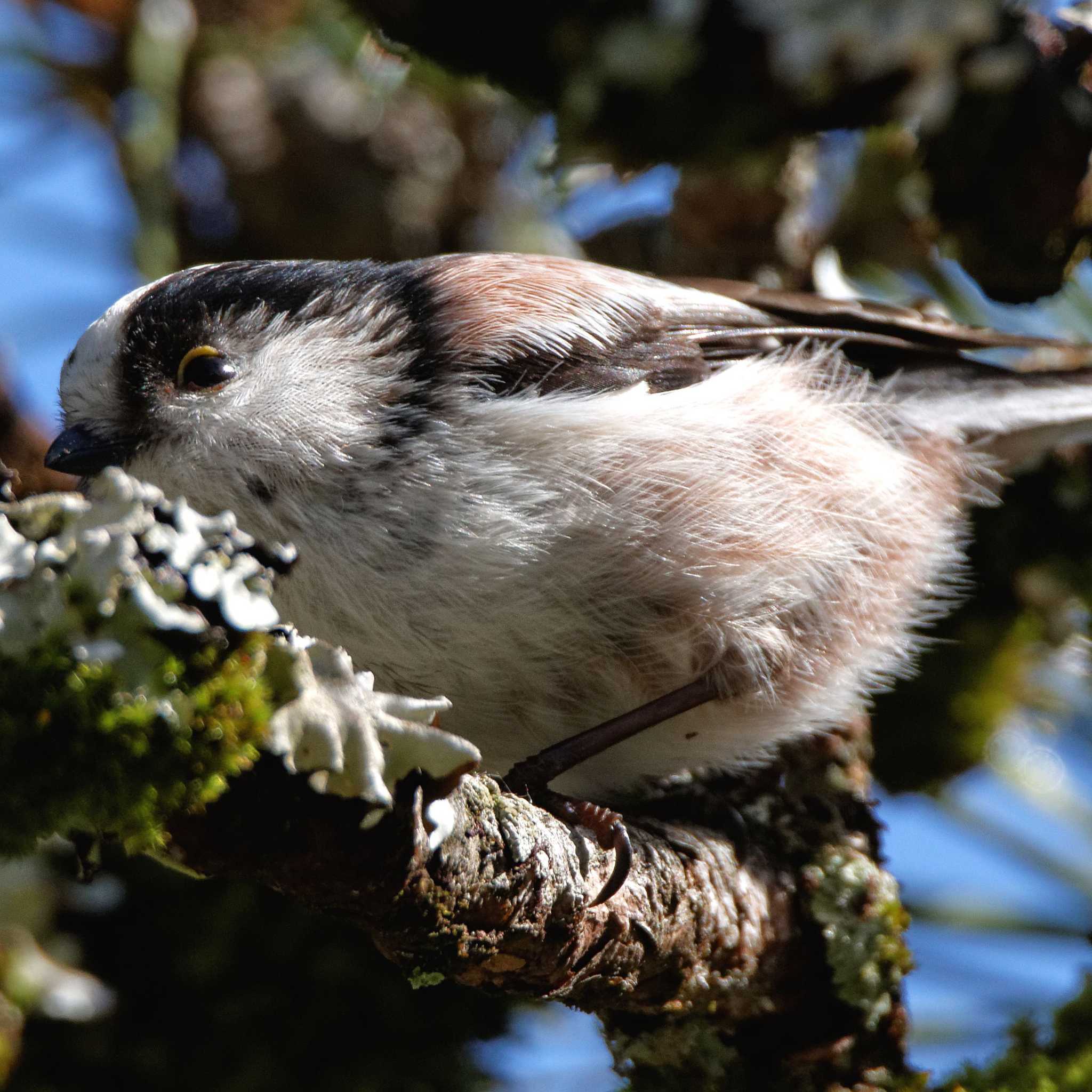 Long-tailed Tit