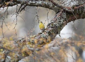 マヒワ 山梨県 2023年11月18日(土)