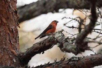 2023年11月18日(土) 山梨県の野鳥観察記録