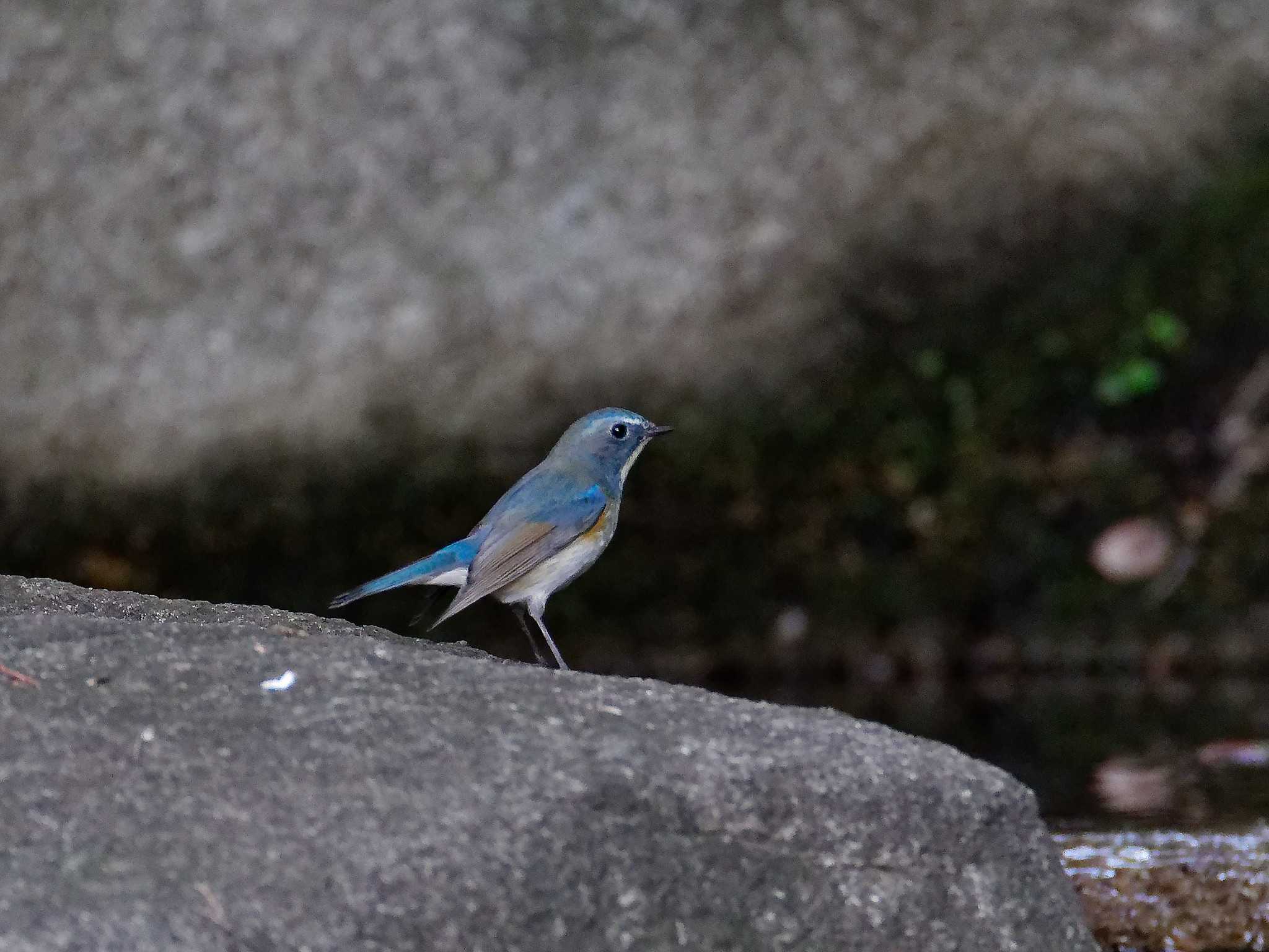 横浜市立金沢自然公園 ルリビタキの写真