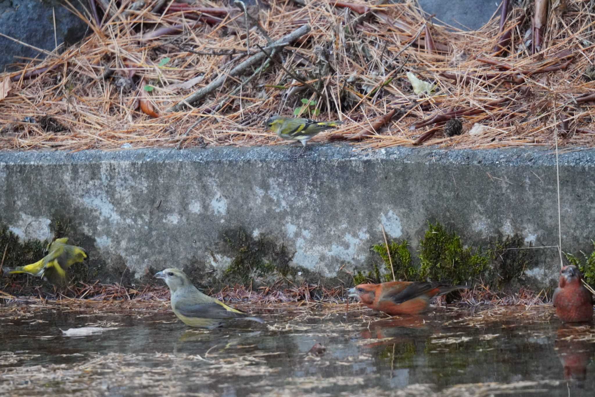 山梨県 マヒワの写真