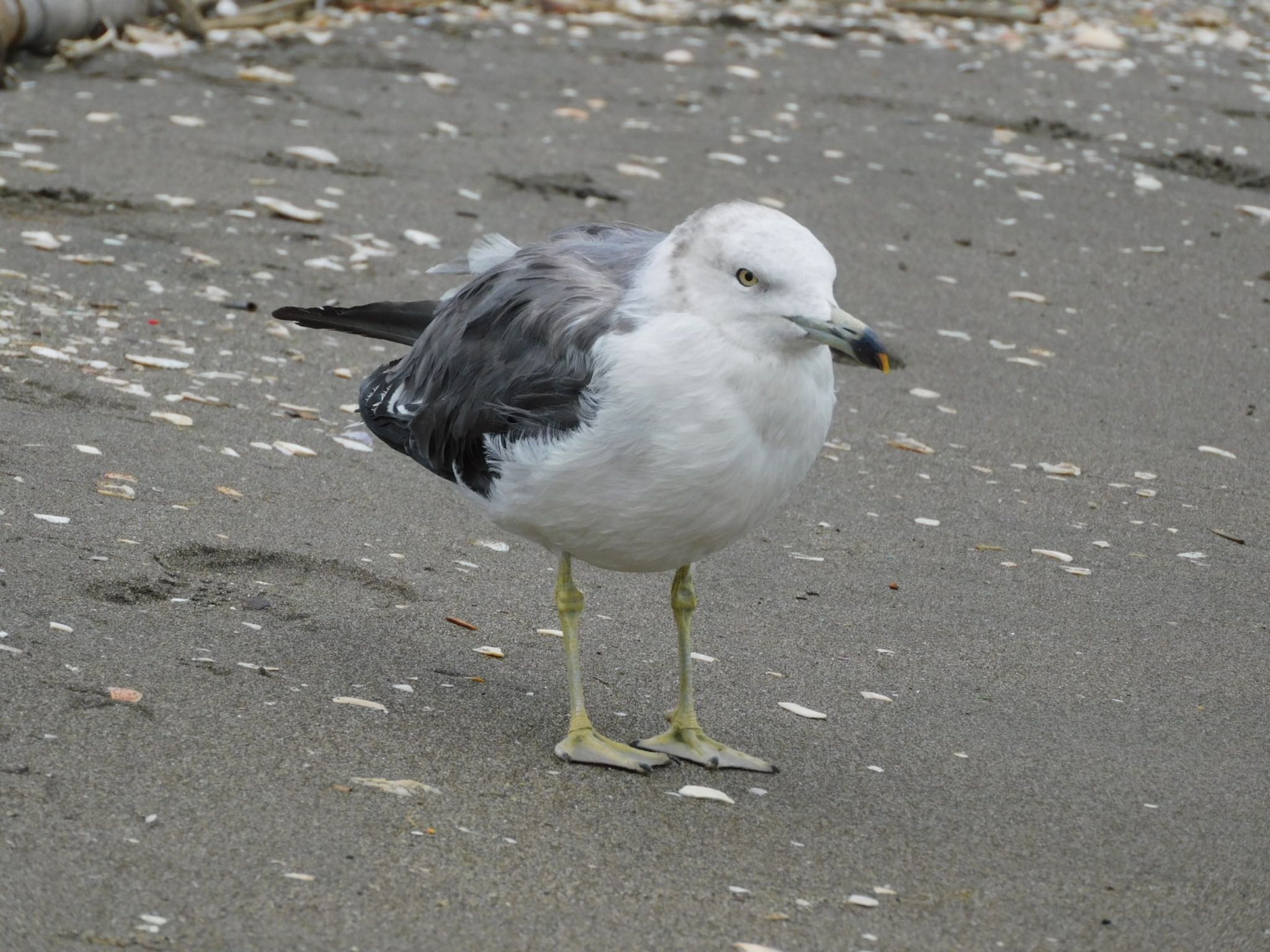 ふなばし三番瀬海浜公園 ウミネコの写真 by ucello