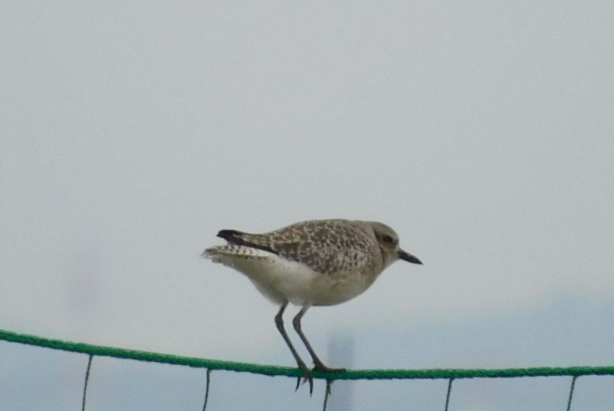 ふなばし三番瀬海浜公園 ダイゼンの写真