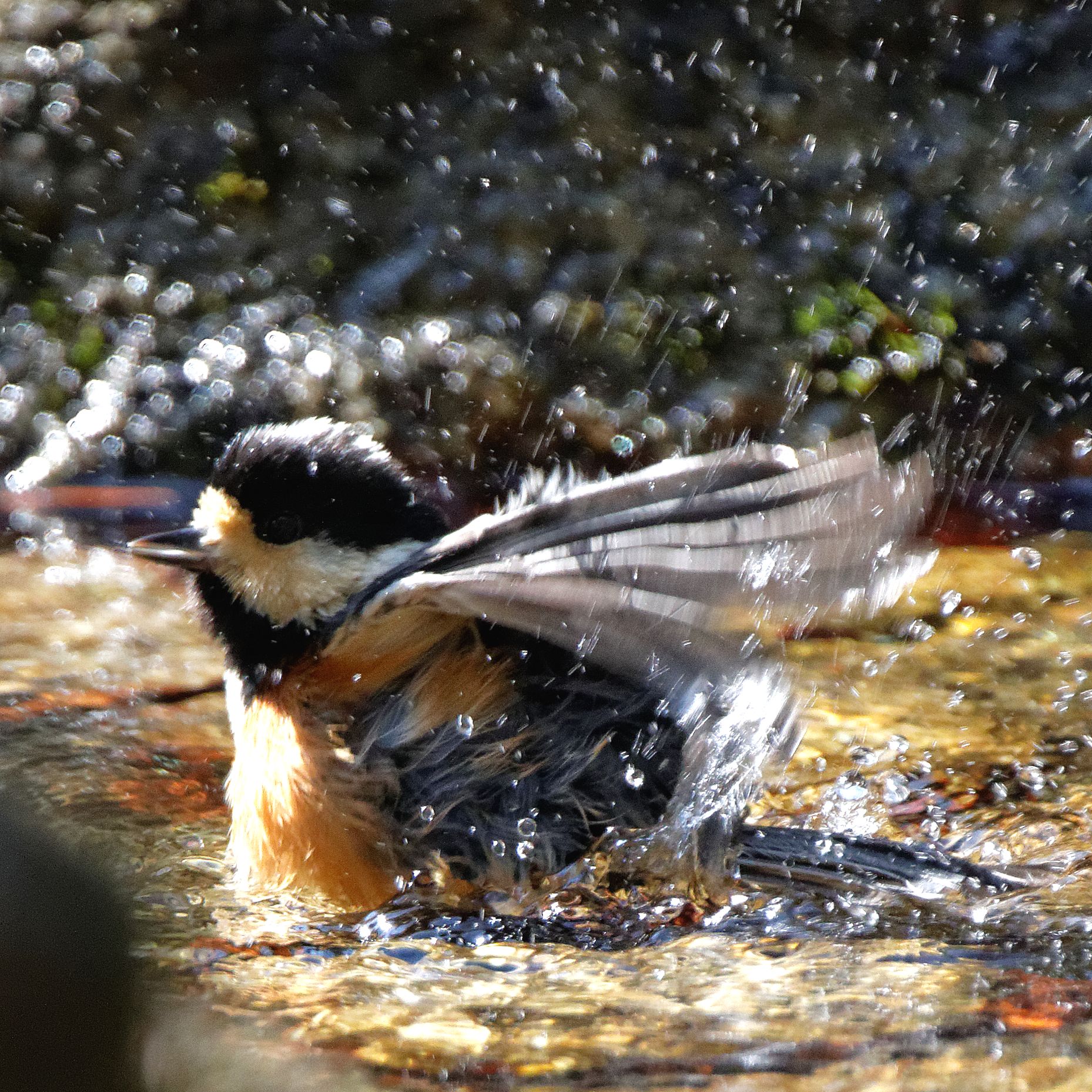 Photo of Varied Tit at 岐阜公園 by herald