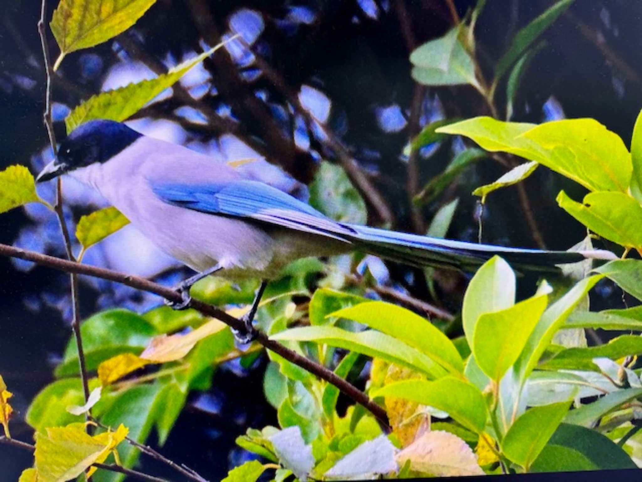 葛西臨海公園 オナガの写真