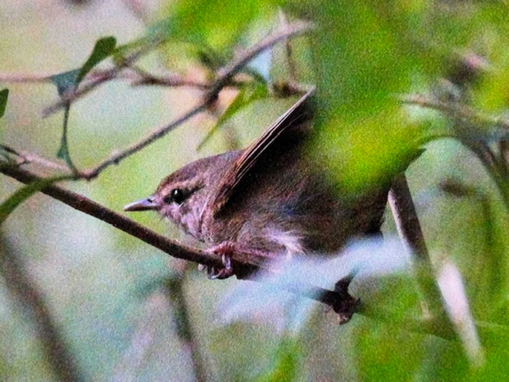 葛西臨海公園 ウグイスの写真